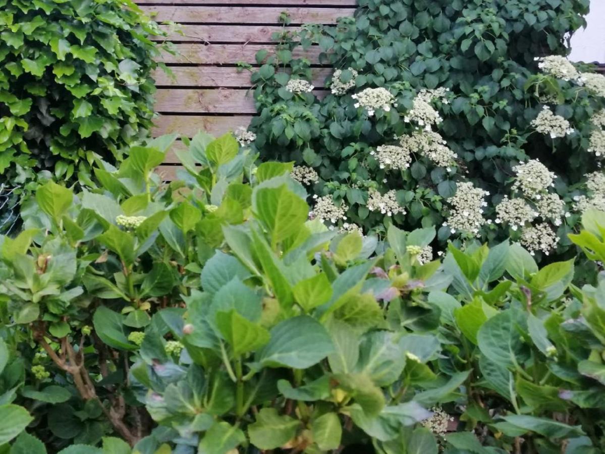 Ferienwohnung Am Steinchen Mettlach Exteriör bild
